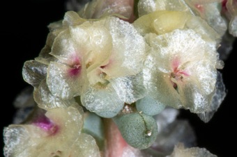Halogeton