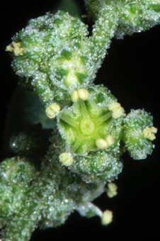 Chenopodium flowers