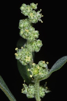 Chenopodium flowers