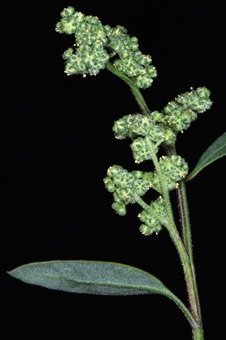 Chenopodium flowers