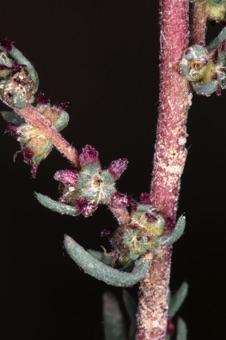 Kochia
