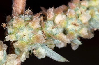 Kochia