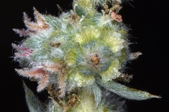 Kochia