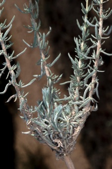 Kochia