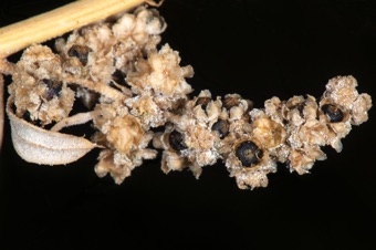 Chenopodium achenes