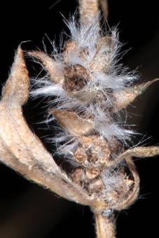Bassia scoparia fruits (in winged sepals)