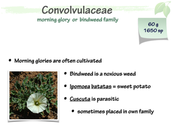 Convolvulacae1.png