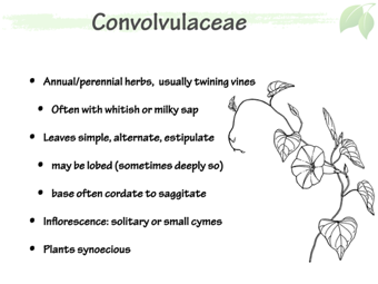 Convolvulacae2.png