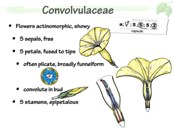 Convolvulacae3.png