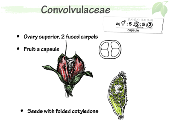 Convolvulacae4.png