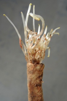 The root portion shown here, with new shoots growing from top, was taken about 10 inches deep in the soil.