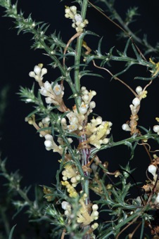 Cuscuta is a parasitic genus of Covolvulaceae