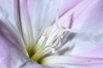 N17_5460_mod21.jpg