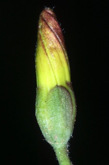 Convolulus arvensis - sepals free to base