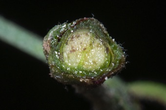 Convolvulus arvensis showning fused ovary of 2 carpels