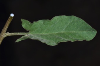 Convolvulus leaf with latex at cut stem apex
