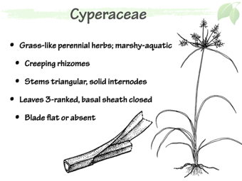 Cyper02.png