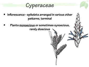 Cyper03.png