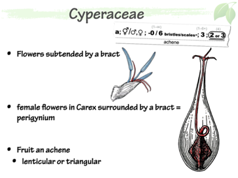 Cyper05.png