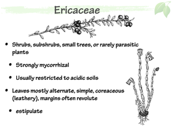 Eric02.png
