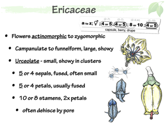 Eric04.png
