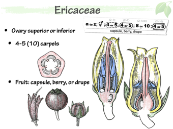 Eric05.png