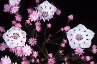 Kalmia latifolia - Mountain laural. North Carolina