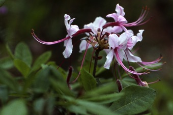Rhododendron nudiflorum