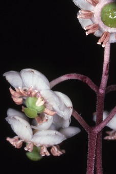 Chimaphilia maculata