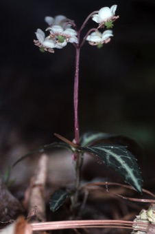 Chimaphilia maculata
