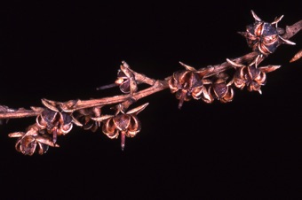 Leucothoe racemosa - capsules