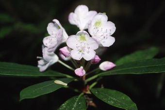 Rhododendron maximum