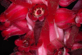 Sarcodes sanguinea - sepals are free, petals are fused forming an urceolate corolla