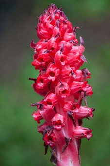 Sarcodes sanguinea - a fully parasitic plant