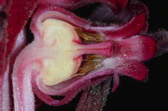 Sarcodes sanguinea - section through flower revealing superior ovary