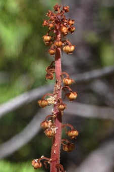 Pterospora - a fully parasitic plant; post flowering