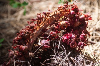 Sarcodes sanguinea - post flowering