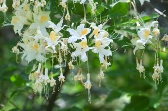 Rhododendron occidentale