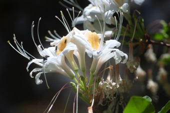 Rhododendron occidentale - large, showy zygomorphic flowers with fused petals
