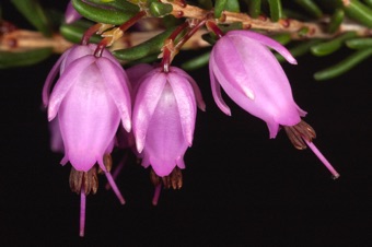 Erica mediterranea