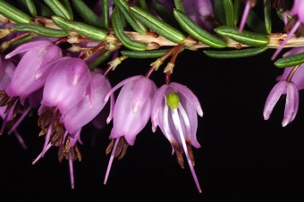 Erica mediterranea - urceolate corollas, superior ovary