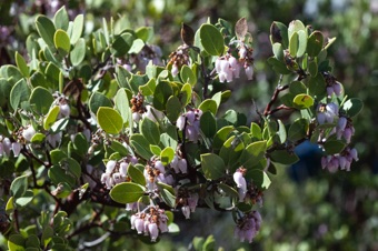 Arctostapholos punctata