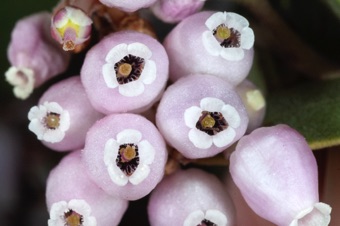 Arctostapholos punctata