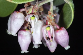 Arctostapholos punctata
