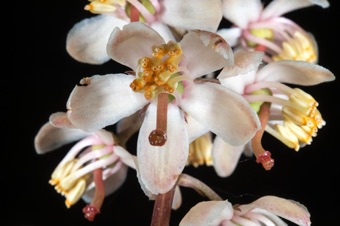 Pyrolla picta - this species has free petals, anthers dehiscing by pores, and superior ovary