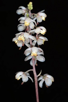 Pyrolla picta