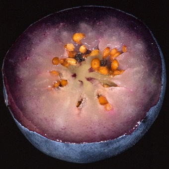 Blueberry