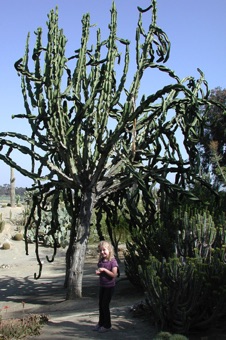 Many African euphorbs have a cactoid habit (usually its insects that get in my photos; this is my daughter)