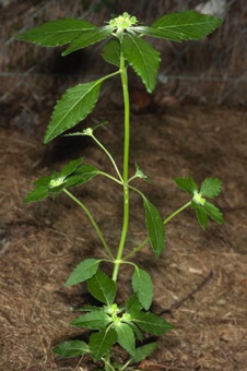 Euphorbia dentata - yard weed