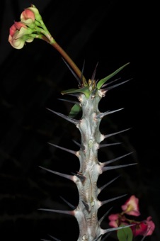 Crown of thorns